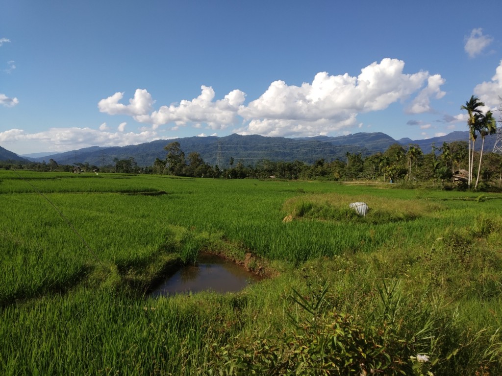 Sawah di Gampong Turue Cut memiliki peran penting dalam menunjang perekonomian masyarakat.