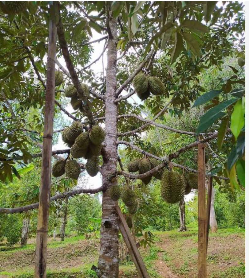 Kebun durian Merupakan salah satu potensi ekonomi yang memamfaatkan kekayaan alam Setempat.